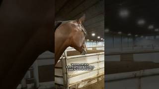 The oldest and smartest breed #horse #equestrian #arabianhorse