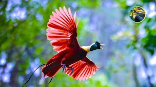 MOST STUNNING Birds You Won't Believe Exist