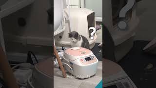 Curious cat 🤣#cat #funny #funnyanimal #funnycat #funnyvideo #funnypet