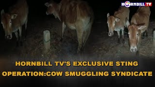 HORNBILLTV'S EXCLUSIVE STING OPERATION: COW SMUGGLING SYNDICATE