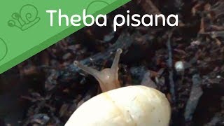 White Garden Snail (Theba pisana) #1