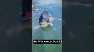 A CLOSE ESCAPE for Boris #wordguru #fatimamam #bankingawareness