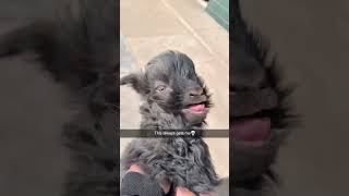 Goat Core. #funny #funnyanimal #animals #funnyanimals #sheep #goat