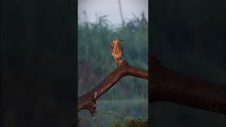 Fog kissed dawn, where light meets life #MorningMagic #WildlifeShorts #BirdLover #NatureReel #sony