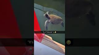 Turtle core.🐢 #funny #funnyanimal #animals #turtle #turtles