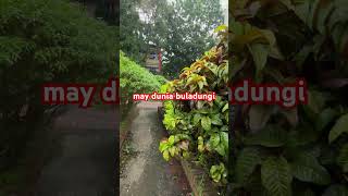 may dunia buladungi #motovlogbd #travel #automobile #whowillbemylifepartnerta
