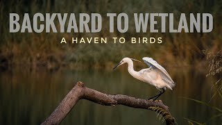 From backyard to wetland — where birds find Home 🕊️✨