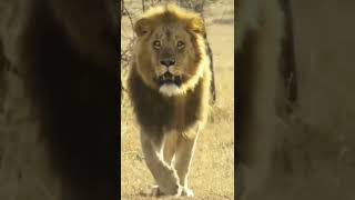The #lion #instagram #reels
