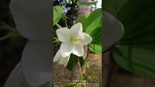 #tanveer_evan_new_song #bangla_lofi #banglalofisongs #jovan_natok