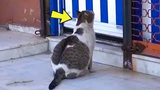 Pregnant Cat Goes To The Hospital & Begs For Help – Then Something Heart-Melting Happens!