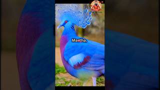 3 Incredible Birds You’ll Never See Again❗#birds #extinction #trending #shorts