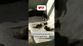 Head Tilts and Kitty Curiosity: Decoding Cat Behavior 🤔🐾 #catlove #cat #fyp #foryoupage