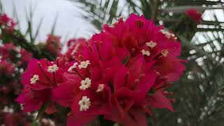 BEST FLOWER VIDEO 4K HD