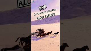 Everest Horse 🐴 4k #horse #shorts #short