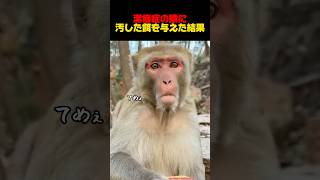 潔癖症のサルを怒らすと起こること