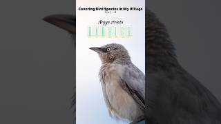 Seven sisters, one story 🌿 Meet the Jungle Babbler — nature’s chatterbox! #BirdWatching #Wildlife