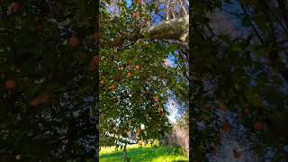 Orange Tree