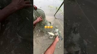 Amazing Fishing Catching video   #viral  #fishvideo #reels #fish #food #villagelife #fishing #natur