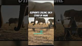 Elephants Calling Each Other By Name