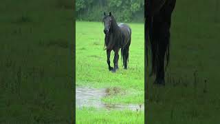 Big Black Horse #rain #relax #wildlife #shorts