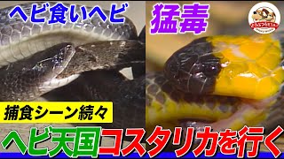 超猛毒ヘビ！迷彩ヘビ！ヘビ食いヘビ！世界一のヘビ天国コスタリカを潜入レポート！千石先生仰天！ヘビたちの生き残り戦略とは？【どうぶつ奇想天外／WAKUWAKU】