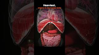 Heaviest, organs in the human body! 💀🤯 #Shorts #Biology #Science #HumanBody #Animals #Zoology