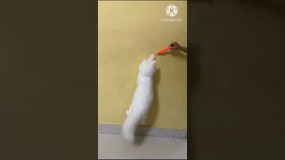 Jumping Kitty 🐈.                              #funny  #kitty #jumping #viralvideo