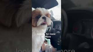 I need a girlfriend #music #song  #love  #dog #dogbreed #shihtzu #shih #puppy #cute #smalldog #baby