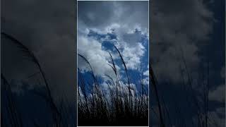 Nature status #newtrendingwhatsaapstatus    #fullscreen4kwhatsappstatus