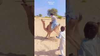 Camel Crying 😭 Camel Ride ❤️ #shorts #camel #camelride #animals #ytshorts
