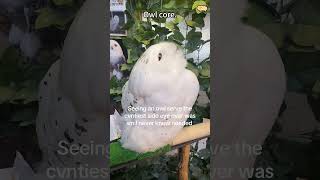 Owl core.🦉#owl #owlsoftiktok #owlcore #funnycats #funnyanimals #petvideos