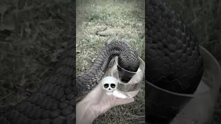 You are not afraid of snakes💀|#shorts #ytshorts #snake