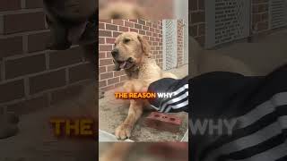 The Dog Has A Secret 😨🥹❤️‍🩹  #animalcare #heartwarmingmoments #animallove