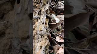 #shortsnake #viral #shorts