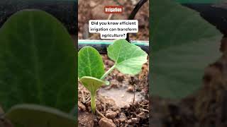 💧 Irrigation: Revolutionizing Water Use in Agriculture 🌱