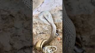 Cobra Guards Hidden Treasure in Ancient Pot! 🐍💰 #AnimalAntics #entertaininganimals #funnyanimals