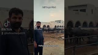 Asif Dogar Faisalabad #buffalodairyfarm #baffalo