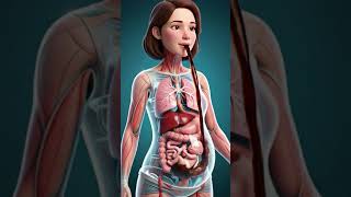 Inside the Human Body - Science in Motion#humanbody  #3danimation #digestivesystem