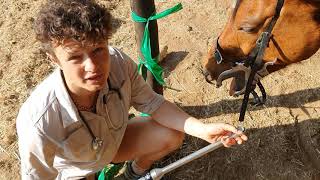 PetPassion Horse teeth