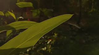 "4K Cinematic Nature Film | Peaceful Visual Escape"#NatureCinematic #CinematicVideo #NatureLovers