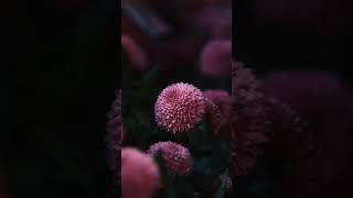 lofi music #oviman_song #suscribe #share #like #lofi