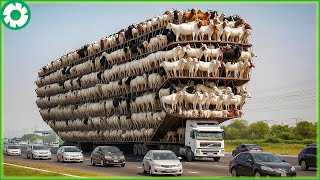 Transporting 9.9 Million Horses This Way - Biggest Heavy Equipment Machines | Heavy Machinery