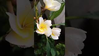 Gul-e-Cheen (Fragrant) Plumeria Rubra #plumeria #plumeriaflower #rubra #fragrant #entertainment