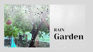 Serene Rain Garden Ambience 🌧️ | Nature’s White Noise for Sleep and Focus