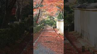 誠の道しるべ ～心が和む癒しピアノ～ #ヒーリングピアノjapan #和風音楽 #心が落ち着く音楽