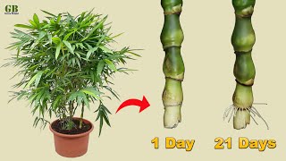 Buddha belly bamboo propagation from cuttings in water (with update)