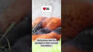 Red Pandas' Comedy Club Debut! 🎤😹#AdorableRedPandas #FurryFiesta #PawsomeMoments #CuteOverload