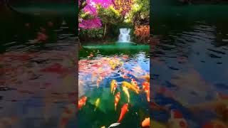 WhatsApp status video #whatsapp