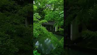 ✨🍃 #NatureVibes #PeacefulNature #AlamIndah #HealingTime #CalmVibes #MindfulLiving #RelaxInNature