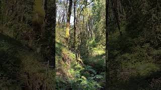 Sunday hike #Oregon #Hiking